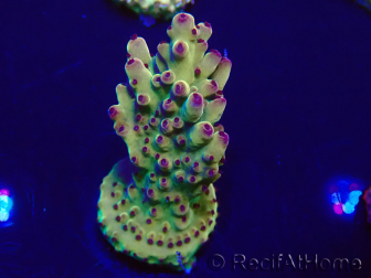 WYSIWYG Acropora Marikultur akklimatisiert LED