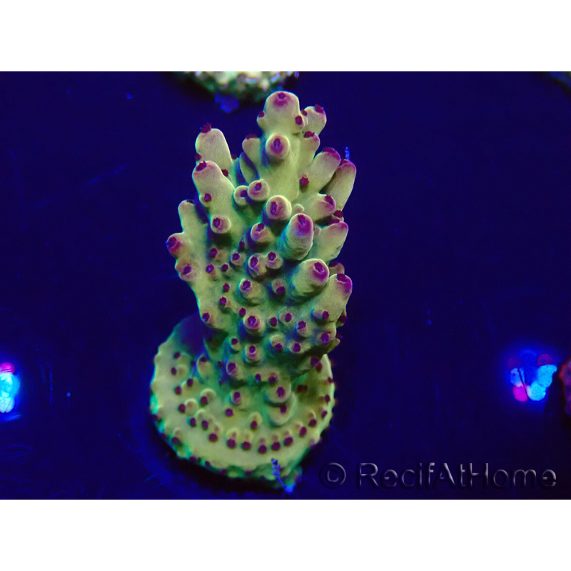 WYSIWYG Acropora 15N12 Mariculture acclimaté led