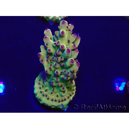 WYSIWYG Acropora 15N12 Mariculture acclimaté led