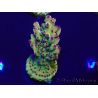 WYSIWYG Acropora 15N12 Mariculture acclimaté led