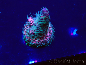 WYSIWYG Acropora millepora15O1 Mariculture Acclimaté led