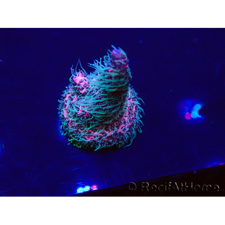 WYSIWYG Acropora Mariculture Acclimated LED
