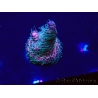 WYSIWYG Acropora Mariculture Acclimaté led