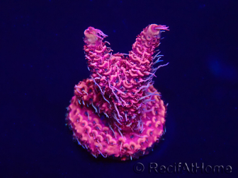 WYSIWYG Acropora millepora 15O2 Mariculture Acclimaté led
