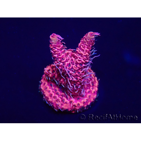 WYSIWYG Acropora Australie Acclimaté led