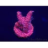 WYSIWYG Acropora Australie Acclimaté led