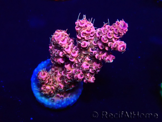 WYSIWYG Acropora millepora 15O3 Mariculture Acclimaté led
