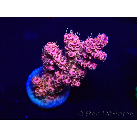 WYSIWYG Acropora millepora Maricultura Acclimatato a led