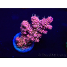 WYSIWYG Acropora Marikultur akklimatisiert LED