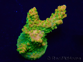 WYSIWYG Acropora Acclimated LED