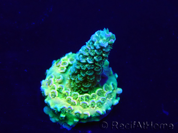 WYSIWYG Acropora tenuis 15O5 Mariculture Acclimaté led