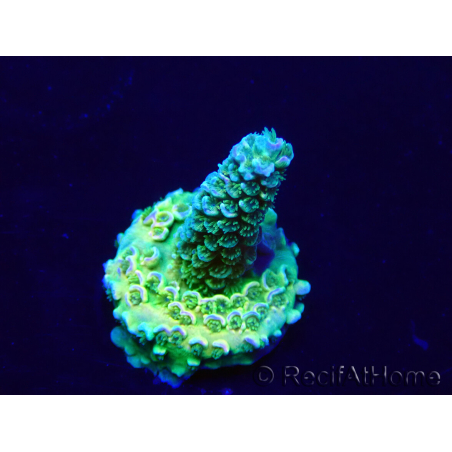 WYSIWYG Acropora Acclimated LED