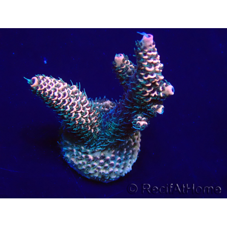 WYSIWYG Acropora Maricoltura Acclimatato a led