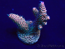 WYSIWYG Acropora Marikultur akklimatisiert LED