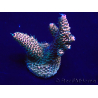 WYSIWYG Acropora Mariculture Acclimated LED