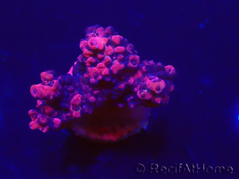 WYSIWYG Acropora 15O8 Mariculture Acclimaté led