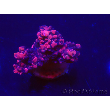 WYSIWYG Acropora acclimaté led