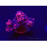 WYSIWYG Acropora acclimaté led