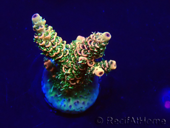 WYSIWYG Acropora Marikultur akklimatisiert LED