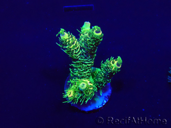 WYSIWYG Acropora Marikultur akklimatisiert LED