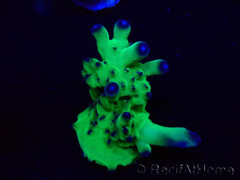 WYSIWYG Acropora 15O12 Mariculture acclimaté led