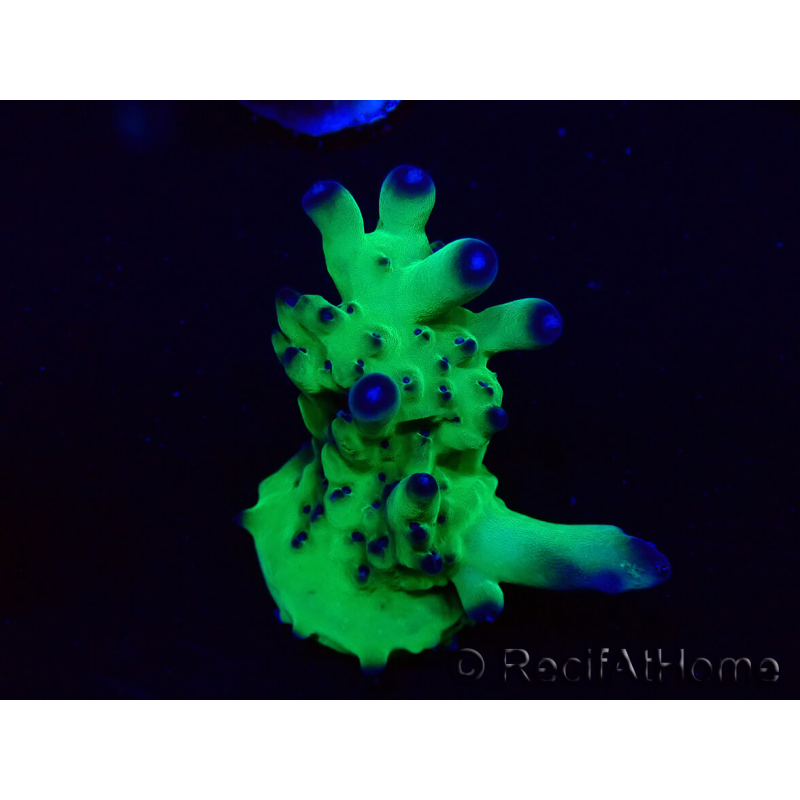 WYSIWYG Acropora Maricoltura acclimatata a LED