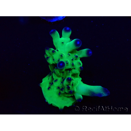 WYSIWYG Acropora Maricultuur geacclimatiseerd LED