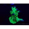 WYSIWYG Acropora Maricultuur geacclimatiseerd LED