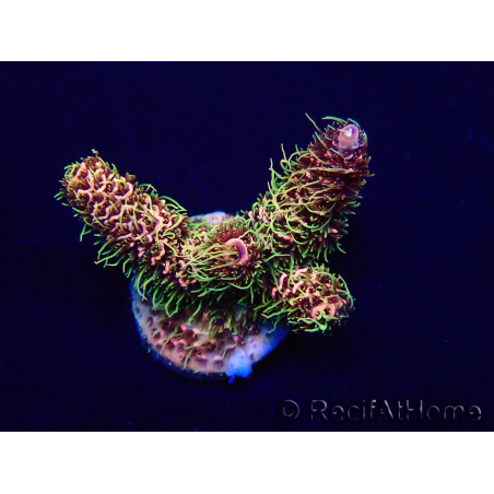 WYSIWYG Acropora Mariculture acclimaté led