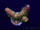 WYSIWYG AcroporaMariculture acclimated LED