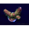 WYSIWYG Acropora millepora 15P1 Mariculture acclimaté led