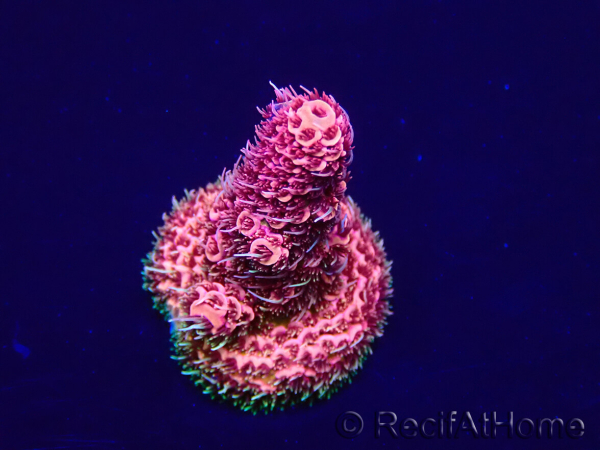 WYSIWYG Acropora Mariculture acclimaté led