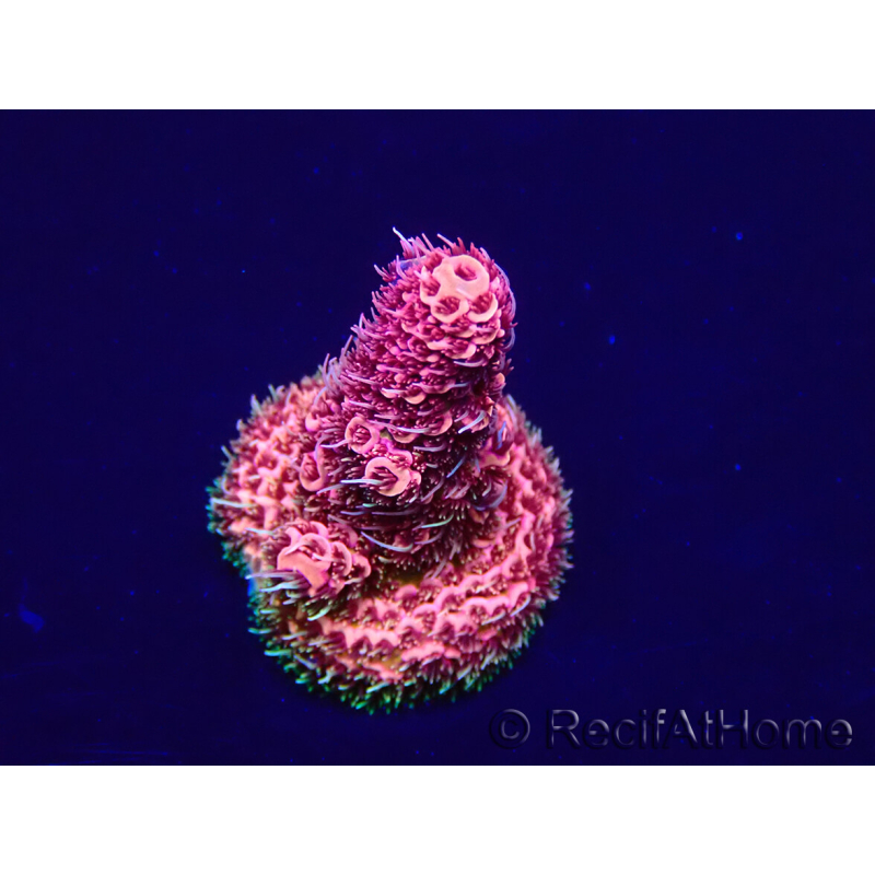 WYSIWYG Acropora Marikultur akklimatisiert LED