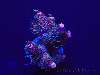 WYSIWYG Acropora Marikultur akklimatisiert LED