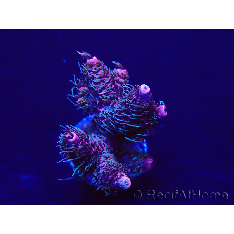 WYSIWYG Acropora Maricultura Acclimatata led