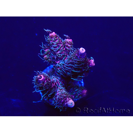 WYSIWYG Acropora Mariculture Acclimaté led