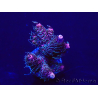 WYSIWYG Acropora Mariculture Acclimaté led