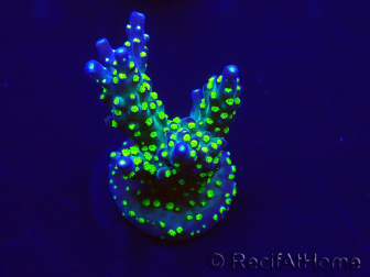 WYSIWYG Acropora Maricultura acclimatata led