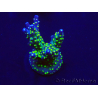 WYSIWYG Acropora Mariculture acclimated LED