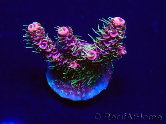 WYSIWYG Acropora Mariculture Acclimated LED