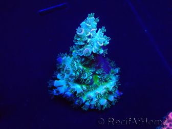 WYSIWYG Acropora millepora Maricultura Aclimatado led