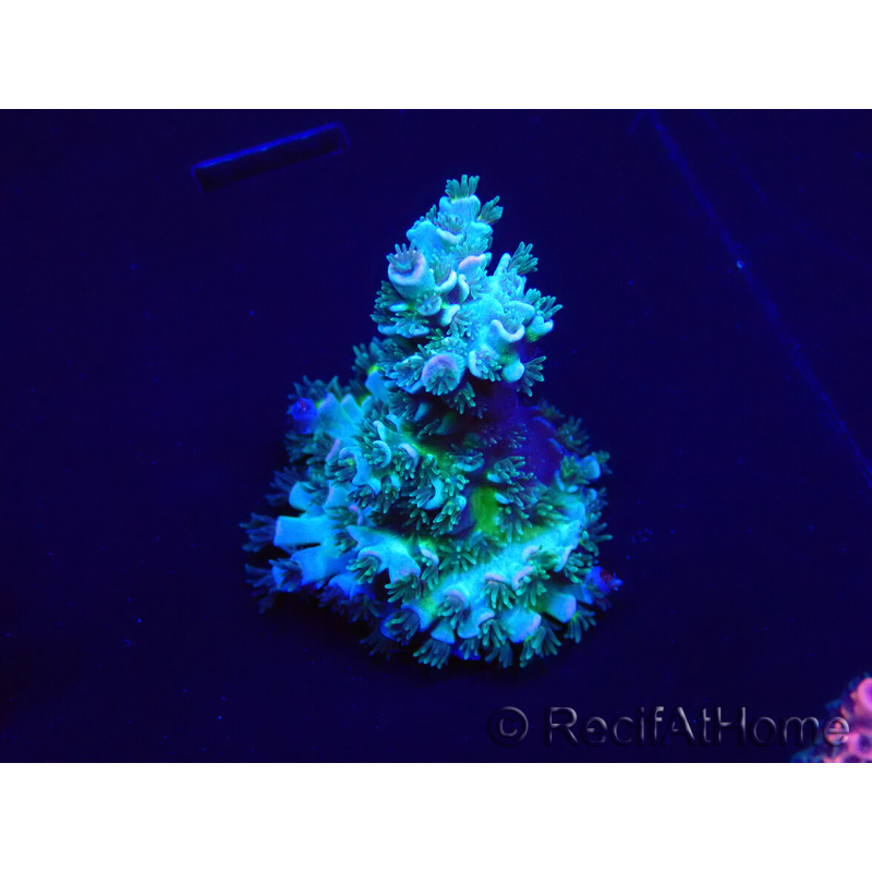 WYSIWYG Acropora millepora Mariculture Acclimaté led