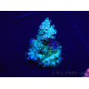 WYSIWYG Acropora millepora Maricoltura Acclimatato a LED