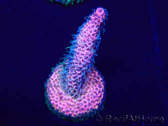 WYSIWYG Acropora Geacclimatiseerde maricultuur LED