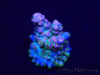 WYSIWYG Acropora Maricultura aclimatada LED