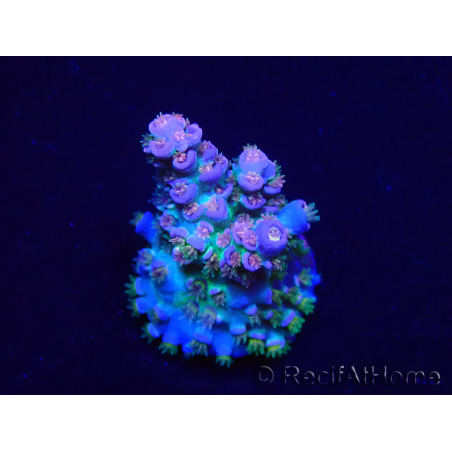 WYSIWYG Acropora Mariculture acclimated LED