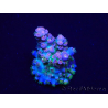 WYSIWYG Acropora Maricoltura acclimatata a LED