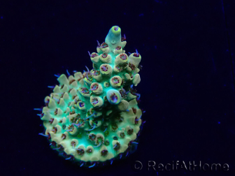 WYSIWYG Acropora 15P12 Mariculture acclimaté led