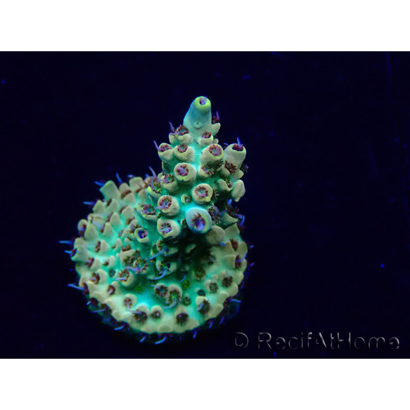 WYSIWYG Acropora Maricoltura acclimatata a LED