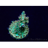 WYSIWYG Acropora Maricoltura acclimatata a LED